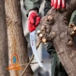 کاربر با اره RH-3602 یک شاخه خشک ضخیم را میبرد