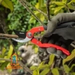 کاربر با قیچی RH-3100 یک گل را می‌چیند